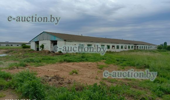 Коровник вблизи д. Стан (Горецкий район) площадью 1353.8м²